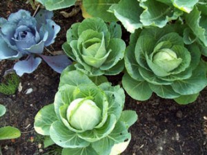 Hanna Perkins Garden Cabbage Image